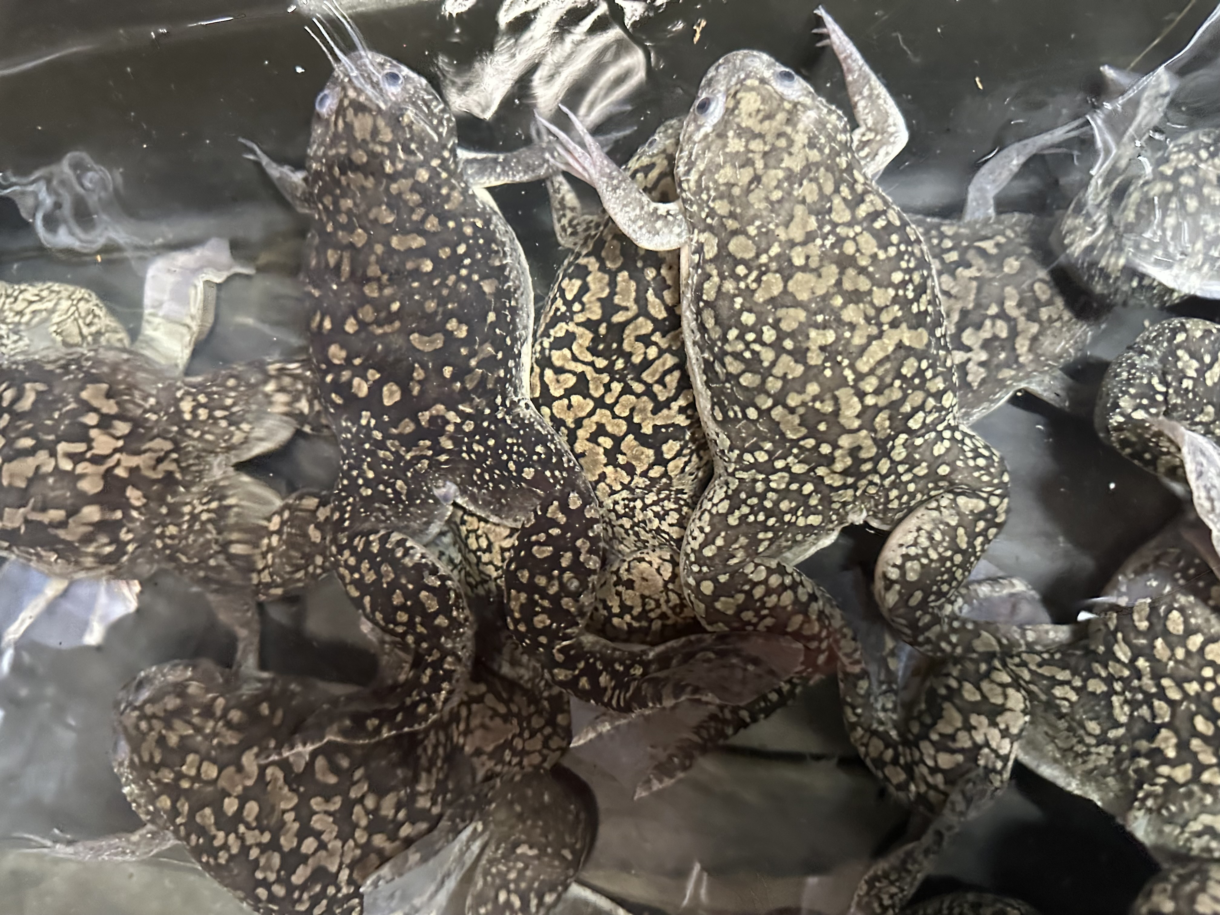 Xenopus 1 facility / husbandry