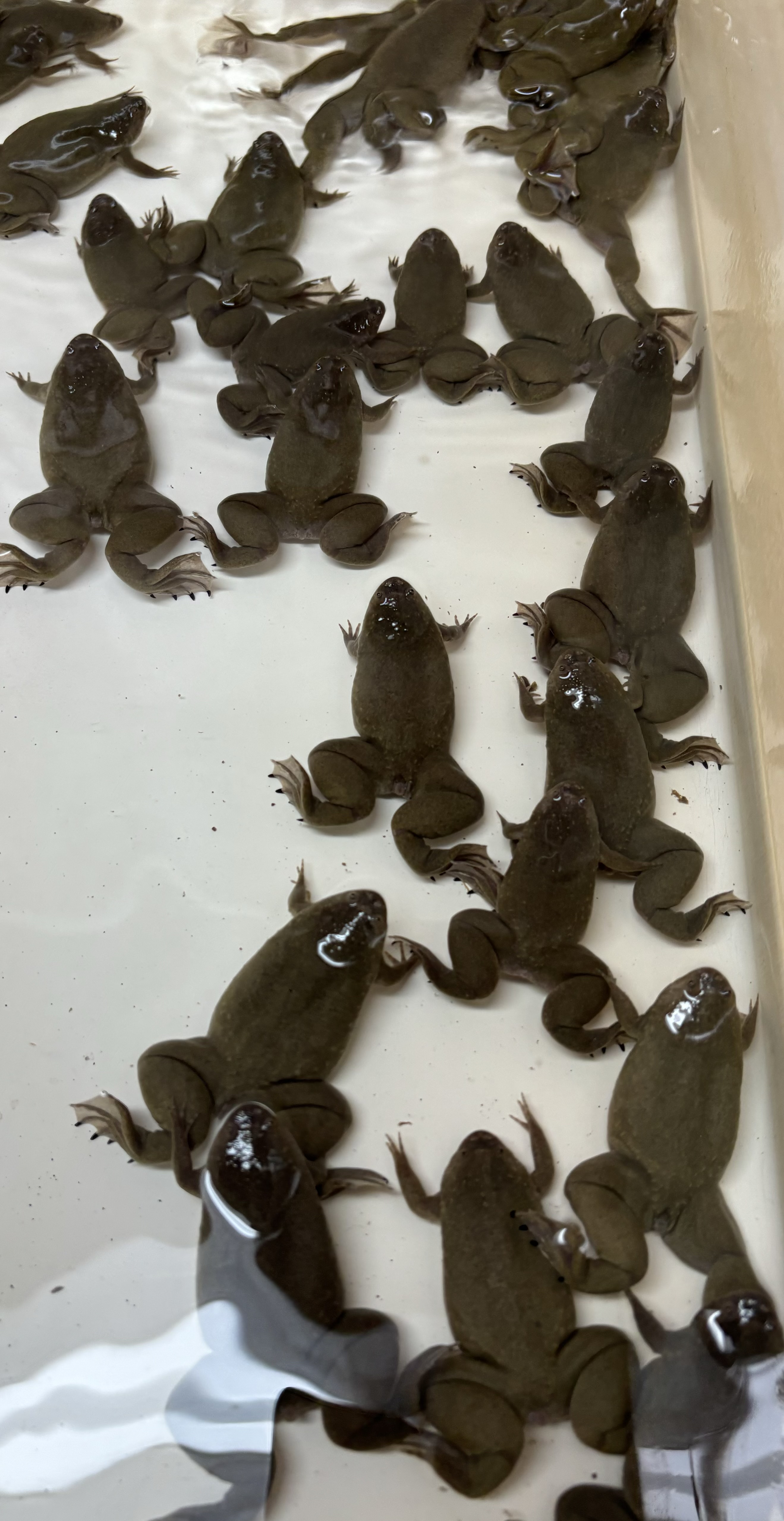 Group of Xenopus frogs in a research tank